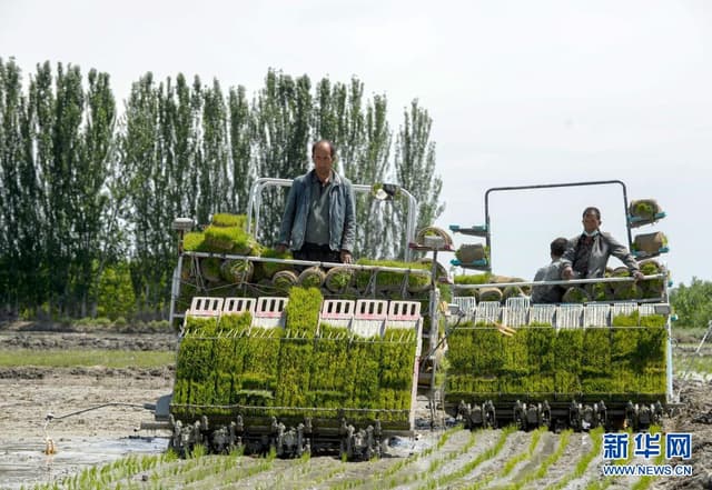 新疆温宿:天山脚下忙插秧