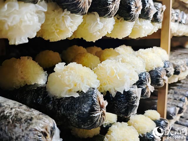 靠“一朵菇”,福建这个县的农民人均可支配收入连续20年全市第一