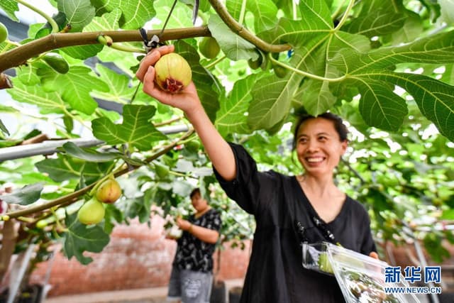 河北滦州:荒山变成“花果山”
