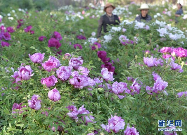甘肃临夏:牡丹花迎八方客