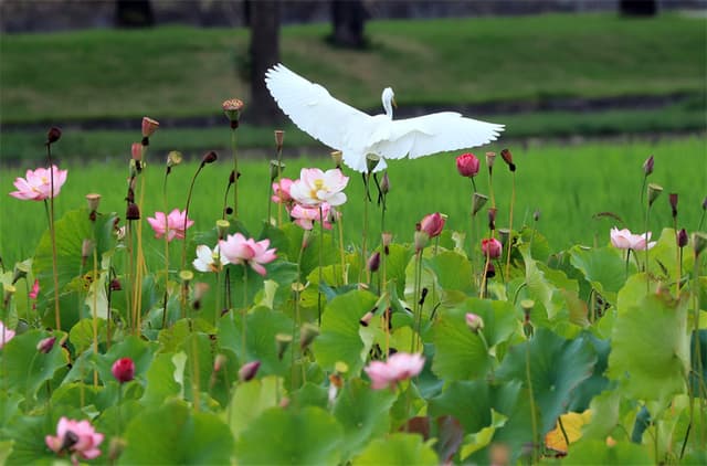 云南腾冲:荷香飘远 鸟鸣啾啾