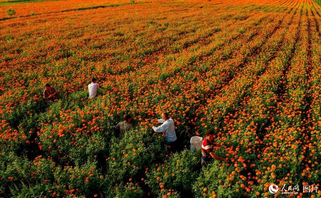 新疆莎车:万寿菊喜获丰收