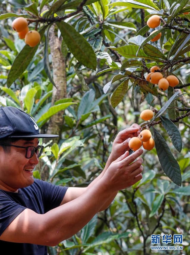 安徽歙县:三潭枇杷成熟上市