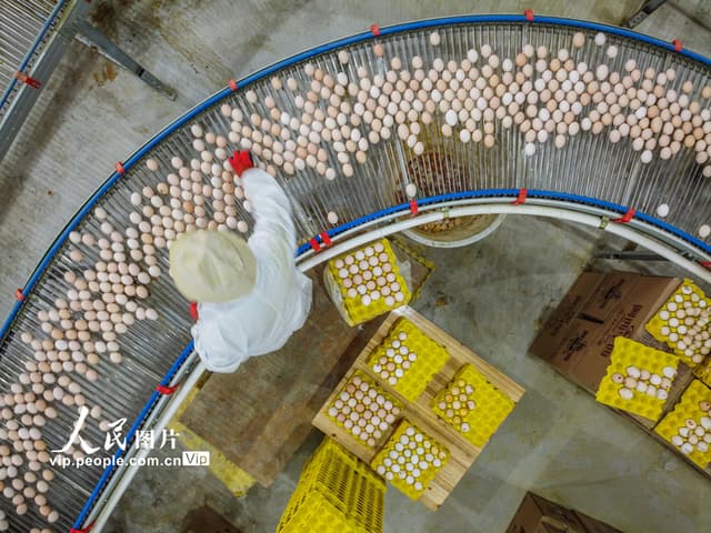 贵州毕节:大山里的生态养殖场