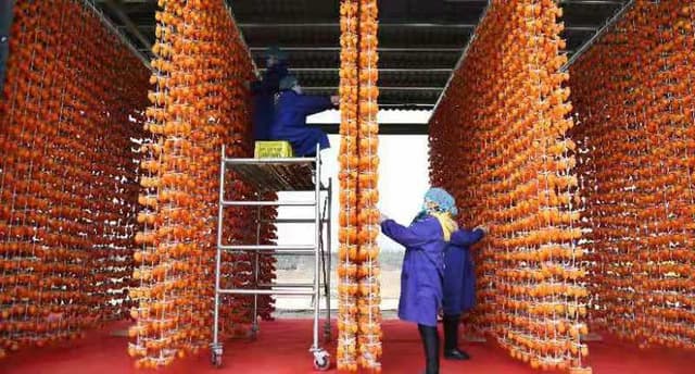 陕西富平三河村:柿子产业助力脱贫 推动乡村振兴