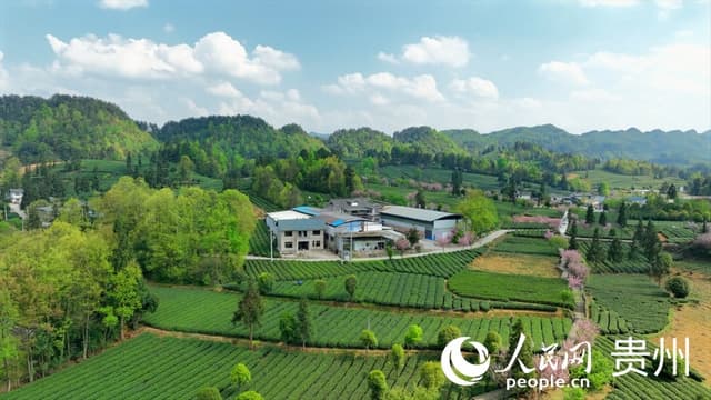贵州湄潭:万亩茶海碧波荡 茶旅融合奏乐章