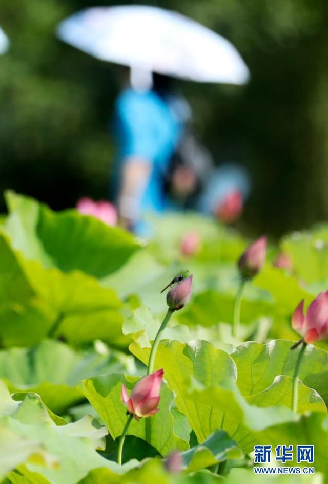 湖南资兴:古村荷香引客来