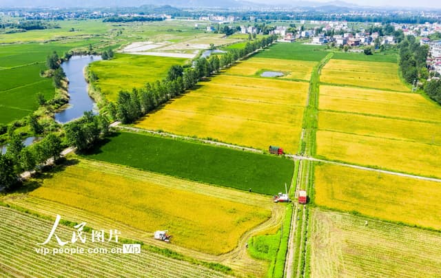 江西都昌:早稻开镰