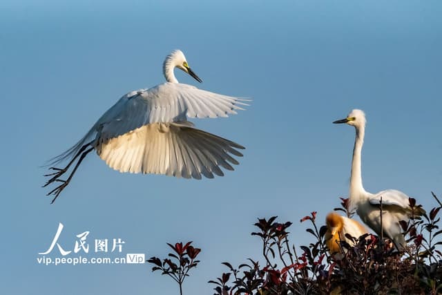 安徽肥东:白鹭枝头舞