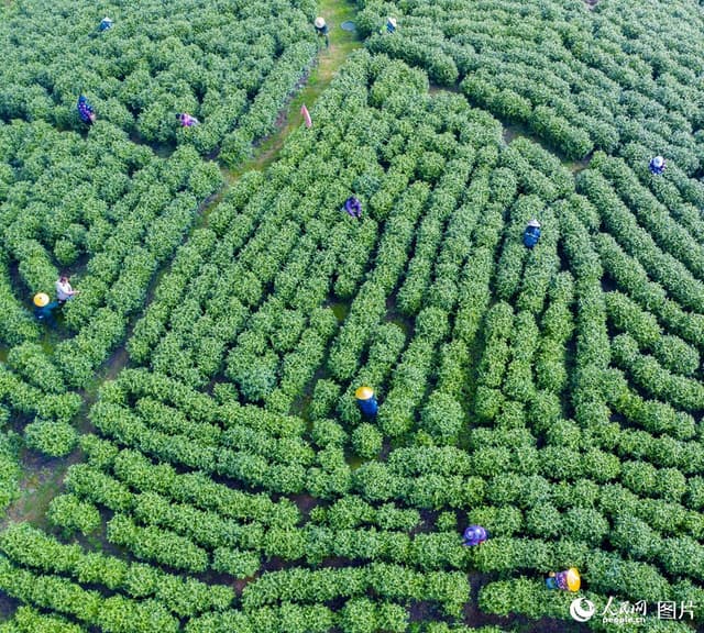 江西宜春:采制明前铜鼓白茶