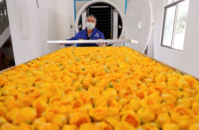 广西钦州:金花绽放喜富民