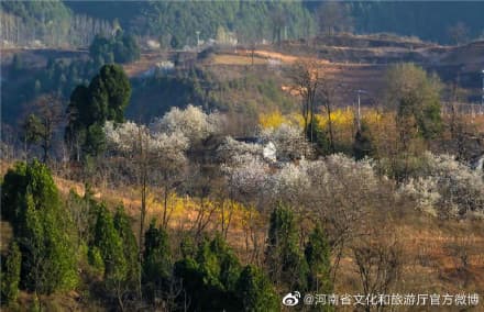 卢氏:花开山乡 “美丽经济”扮靓乡村振兴路