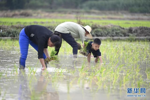 广西柳江:走进稻田 感受农忙