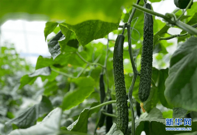 江苏淮安:黄瓜致富 领“鲜”一步