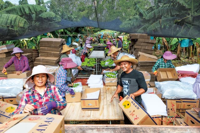 广西平果:香蕉丰收正当时 就业增收两不误
