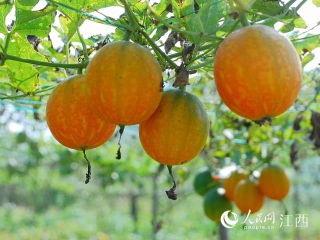 江西武宁:吊瓜迎丰收 瓜农乐开颜