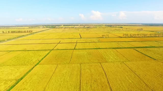 黑龙江:兴凯湖畔稻谷飘香 万顷良田丰收在望