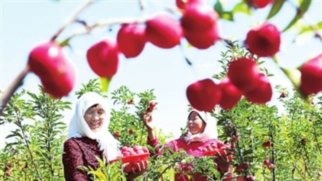 内蒙古开鲁:果品“冷处理”带来增收“热效应”