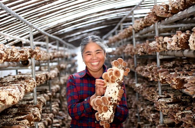 江西长岭村:大棚香菇助增收