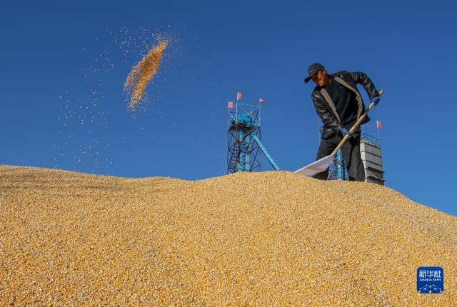 内蒙古通辽:玉米喜迎丰收