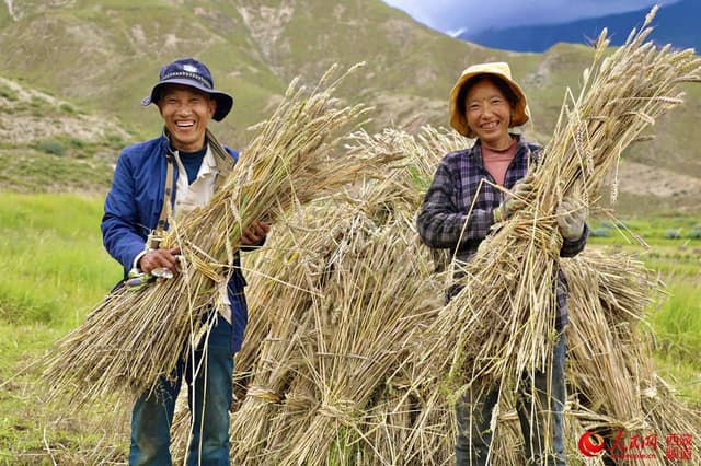 拉萨热堆村:青稞迎来丰收季 百姓脸上喜笑颜