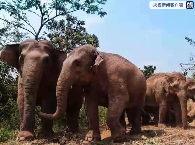 北迁亚洲象肇事赔偿定损正在进行,公众无须单独购买保险