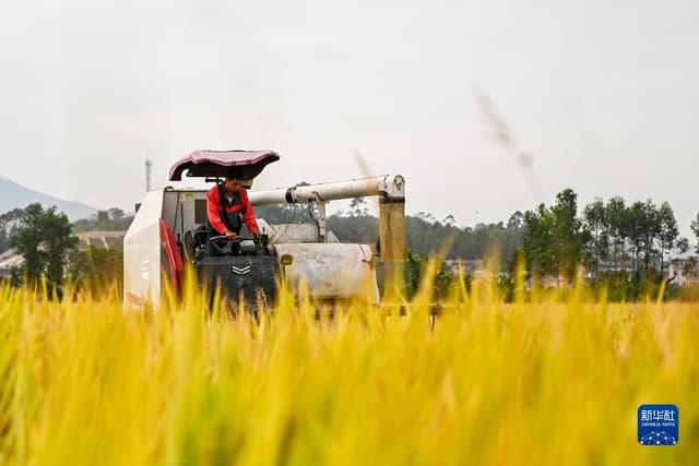 广西兴业:晚稻喜获丰收
