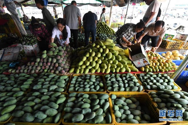 广西田阳:芒果成熟助增收
