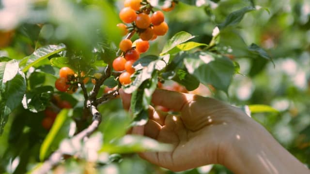 昆明青龙四月樱桃正当时:红了美丽乡村 火了采摘经济