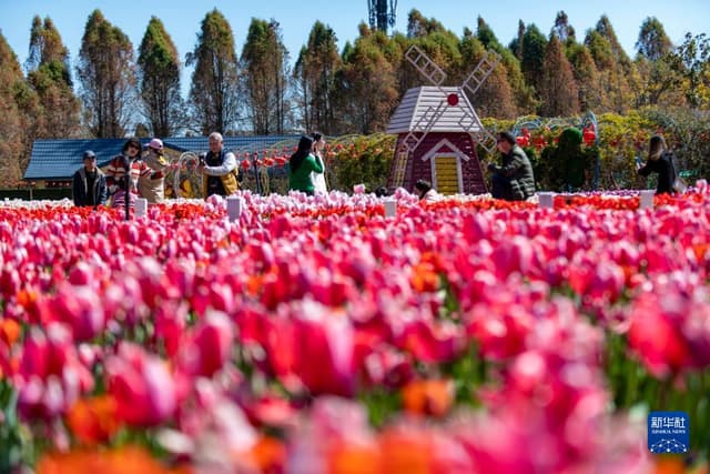 云南昆明:花海泛波春意浓