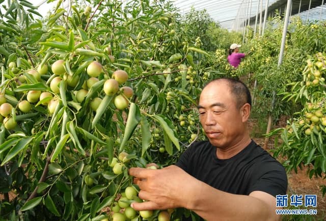 河北黄骅:错季冬枣种植开辟增收新路径