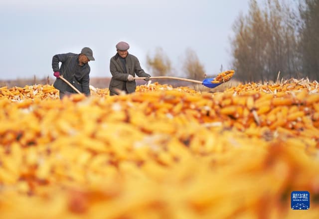 黑龙江拜泉:丰收整地两不误