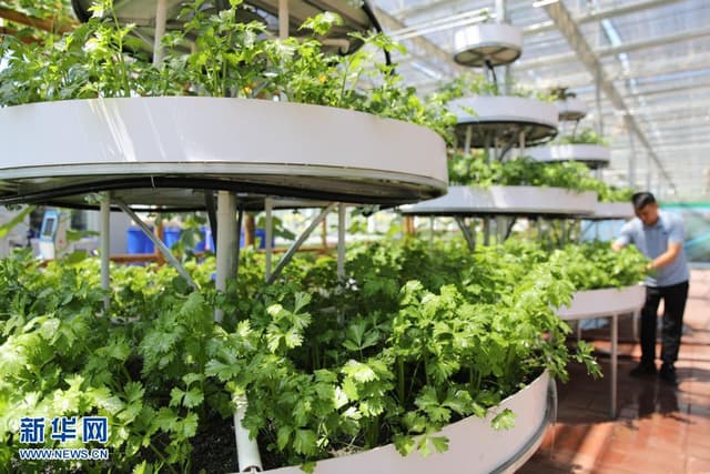 河北承德:智能化“蔬菜工厂” 助力乡村振兴