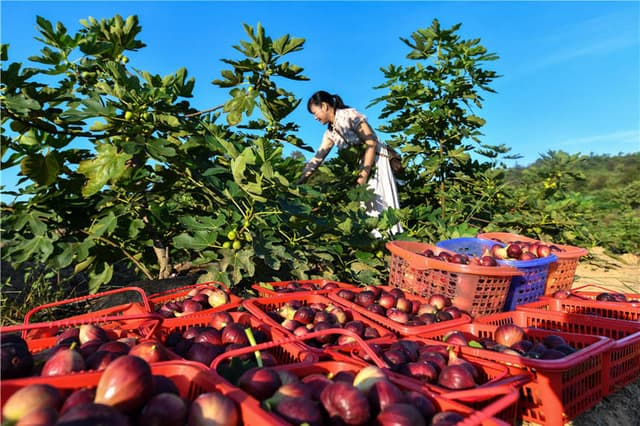 湖南常宁:返乡种植无花果 结出“增收致富果”