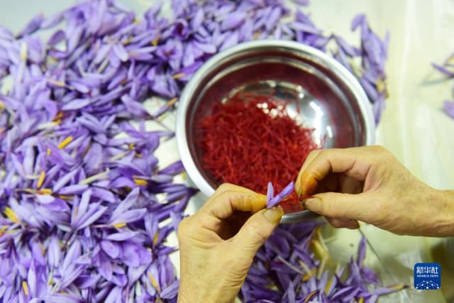 贵州岑巩:西红花开出“美丽经济”