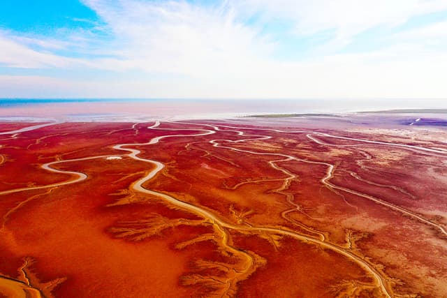 山东东营:黄河口湿地“红地毯”再现浪漫秋日风情