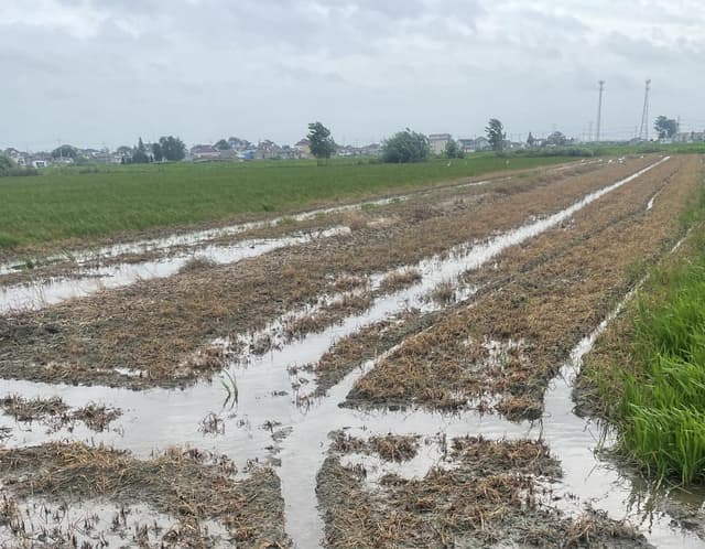 调查:问题农药致江苏多地超2000亩稻田受损