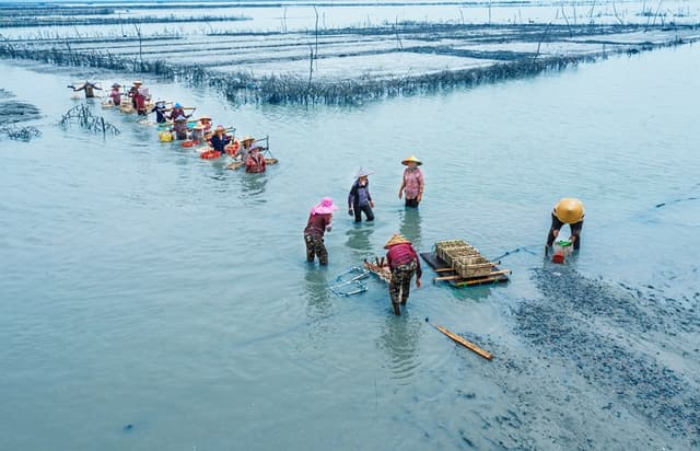 福建连江:“蛏”风破浪 “缢蛏之乡”迎来丰收季
