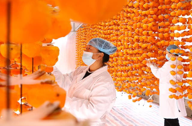 河北易县:晒制“黄金果”增收促振兴