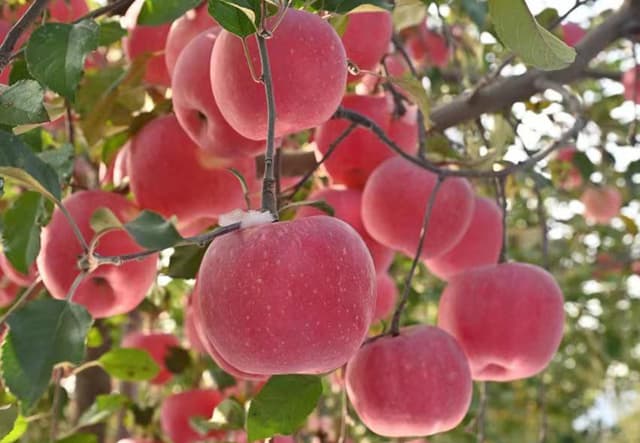 山东栖霞:智慧果园擘画数字乡村新蓝图