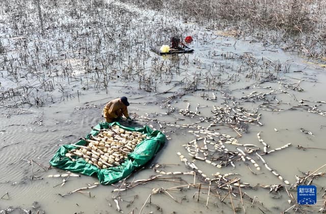 河北丰南:莲藕种植助农增收