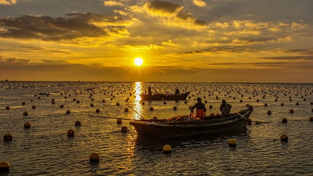 山东荣成:海上“冬耕”忙