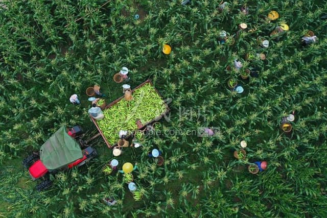 四川广安:“河滩玉米”喜丰收