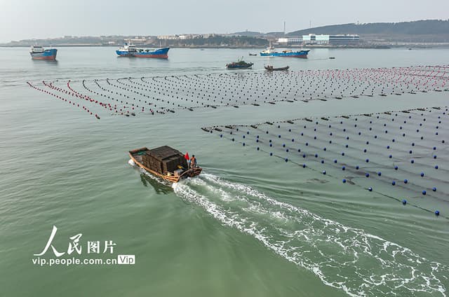 山东荣成:鲍鱼南下“越冬”