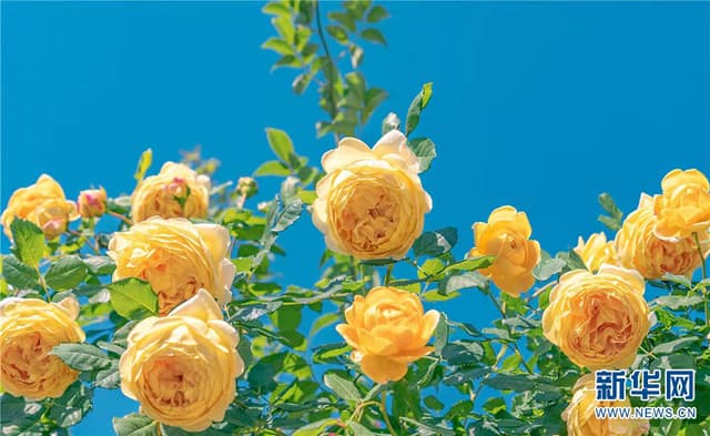 云南晋宁:月季产业绽放“美丽经济”