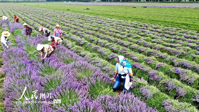 新疆伊犁:收割薰衣草