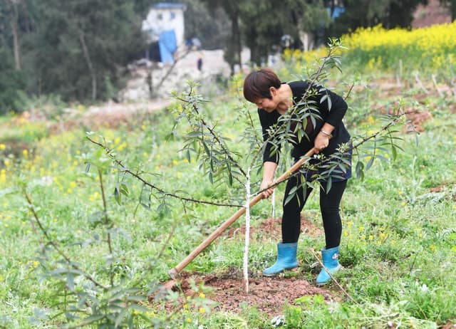 重庆潼南:从来不种地的农民现在种地了