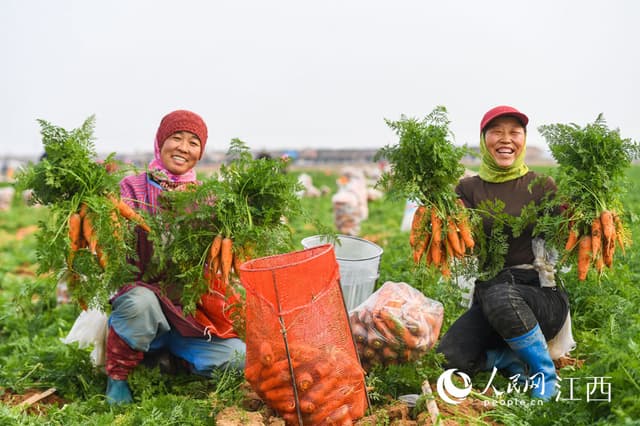 江西丰城:富硒蔬菜采收忙