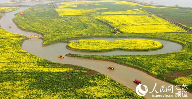 江苏高邮:春日畅游“湖上花海”
