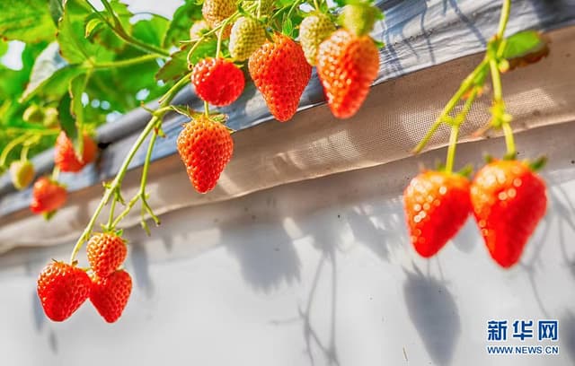 北京昌平:燕山脚下的芳香佳“莓”